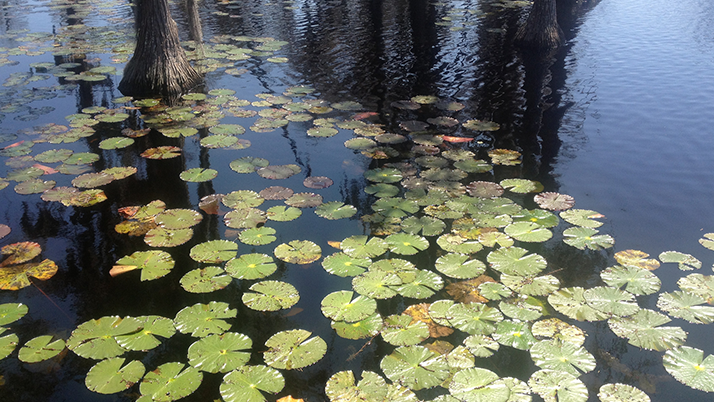 lilly pads on the water at Banks Lake National Wildlife Refuge